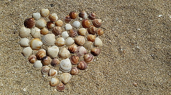Heart shape made of seashells on sandy beach