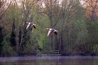 Two geese flying over a misty lake at dawn