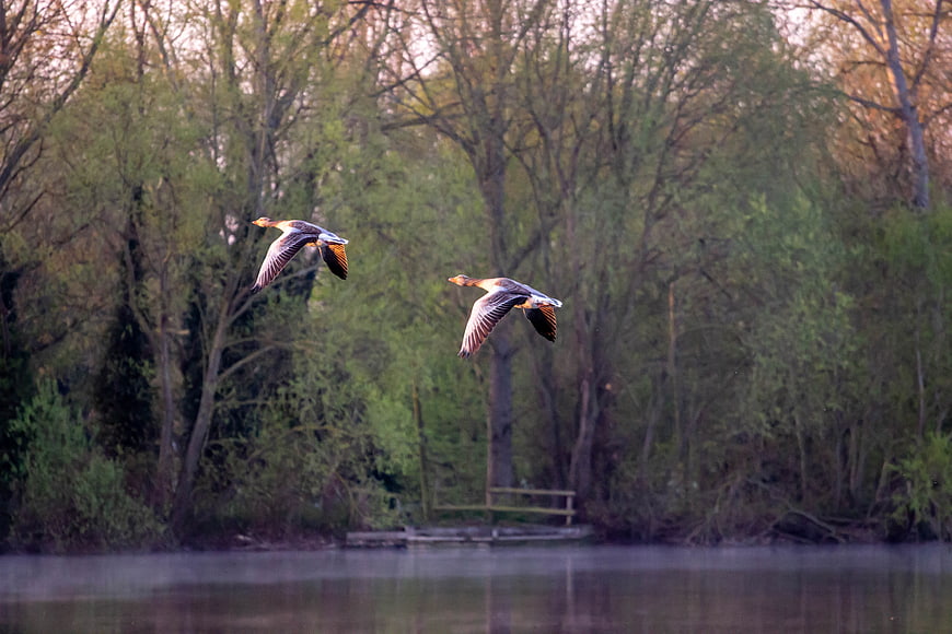 Two geese flying over a misty lake at dawn