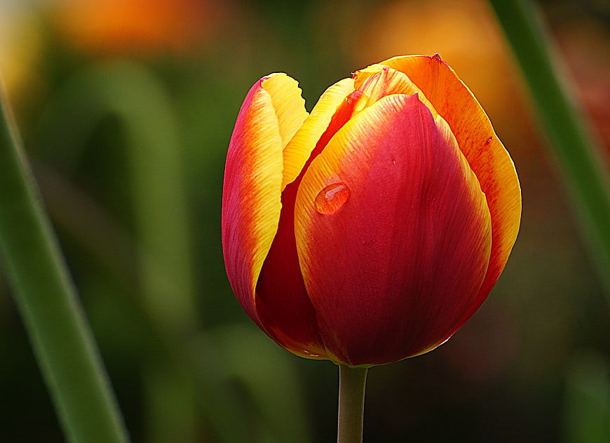 Close-up of Red and Yellow Tulip with Water Droplet