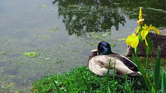 Male Mallard Duck Resting by Pond with Yellow Flowers