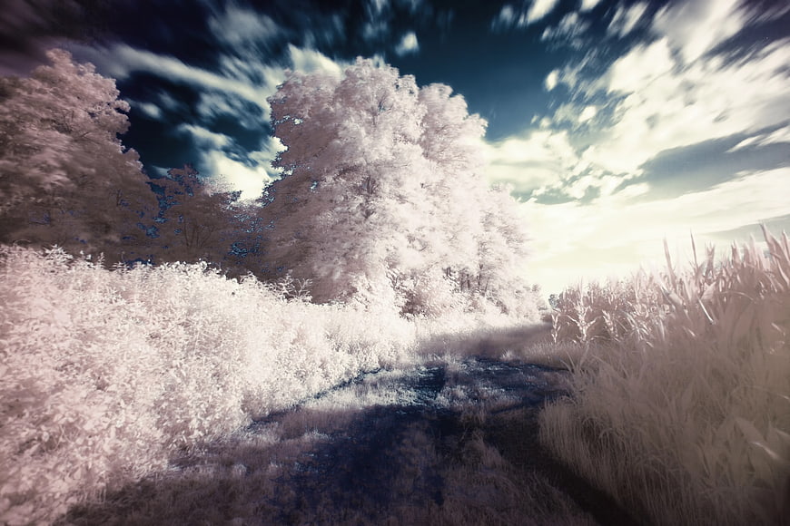 Infrared Landscape of White Trees and Pathway