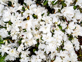 Close-up of blooming white rhododendron flowers with green leaves
