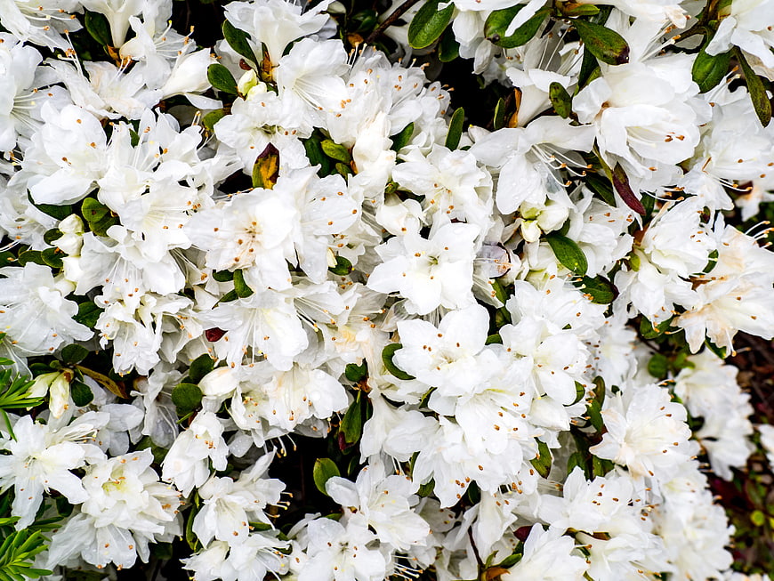 Close-up of blooming white rhododendron flowers with green leaves