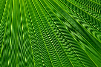 Close-up texture of vibrant green palm leaf veins