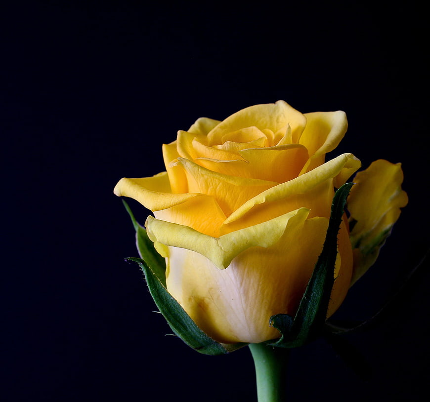 Yellow Rose Blossom Close Up On Black Background