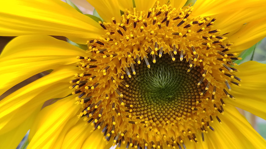 Close-up macro of vibrant yellow sunflower center