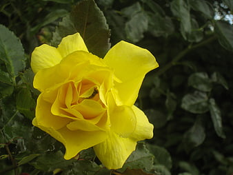Close-up of a vibrant yellow rose with water droplets