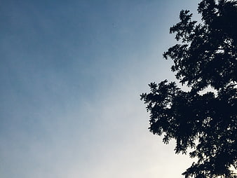 Silhouette of tree branches against a clear blue sky