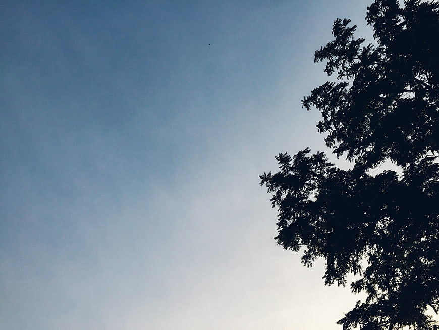 Silhouette of tree branches against a clear blue sky