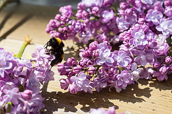 Bumblebee on Purple Lilac Flowers in Sunlight
