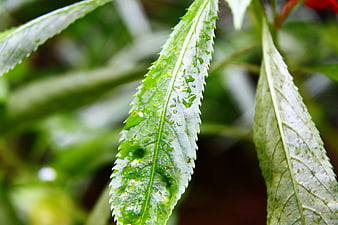 Close-up of green leaf with water droplets after rain