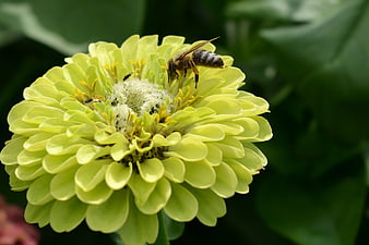 Honeybee Pollinating a Light Green Zinnia Flower