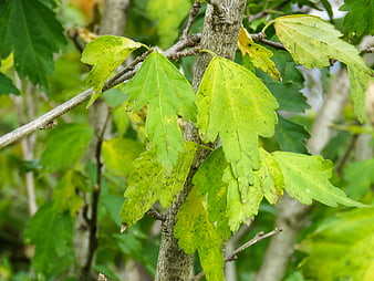 Close-up of green and yellowing leaves on a tree branch
