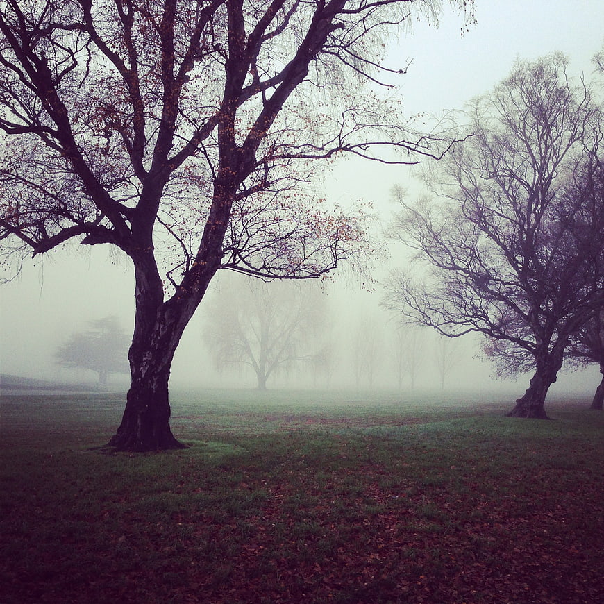 Misty Autumn Trees in a Foggy Meadow