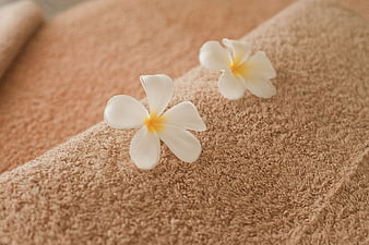 White Plumeria Flowers on Beige Spa Towel