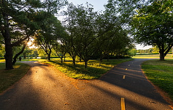Sunlit Forked Path in Green Park at Golden Hour
