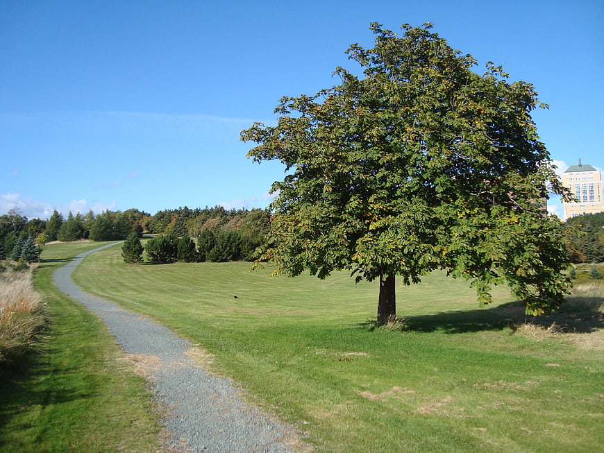Solitary tree on grassy hill with winding gravel path