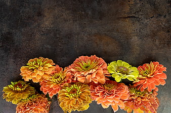 Flat lay of orange and yellow zinnias on dark textured background