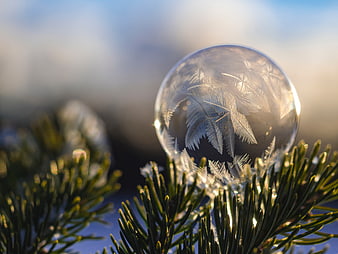 Frosted Christmas Ornament on Pine Branch in Winter Sunlight