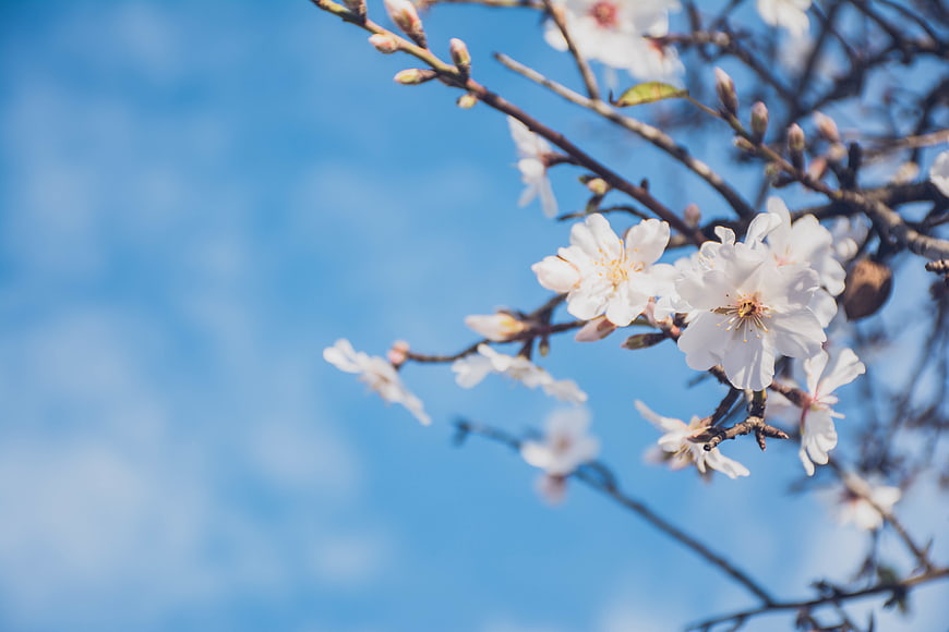 White cherry blossoms blooming against a clear blue sky