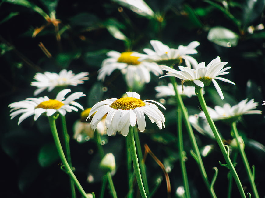 Close-up of white daisies with yellow centers in a garden