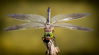 Close-up of a dragonfly perched on a twig