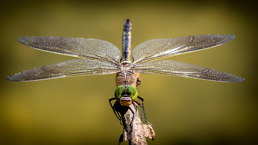 Close-up of a dragonfly perched on a twig