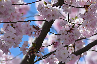 Pink Cherry Blossoms on Branches Against Blue Sky