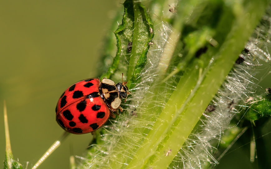 Close-up of a red ladybug on a green plant stem