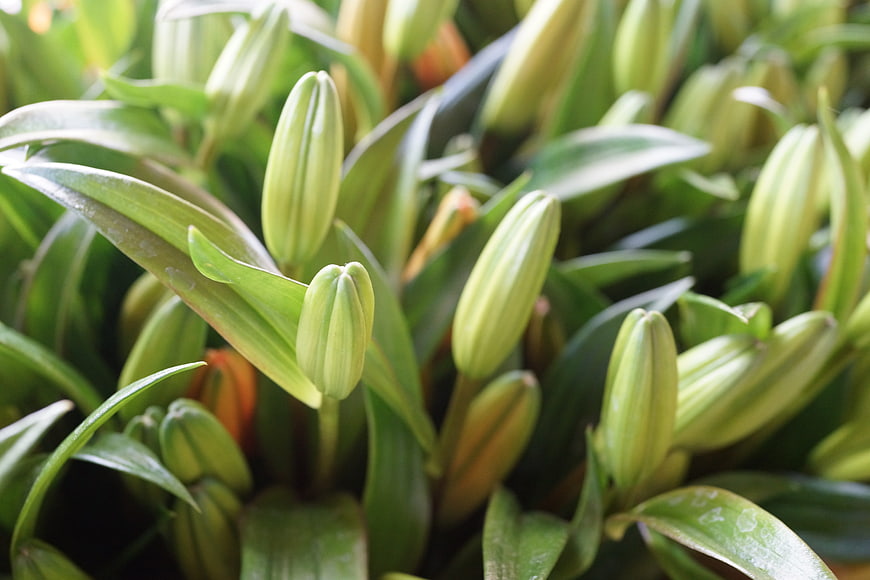 Close-up of fresh green lily buds and leaves