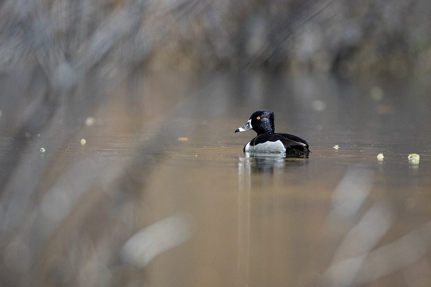Tufted Duck Swimming in Calm Water with Blurred Foreground