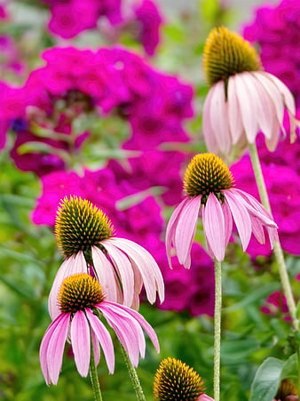 Pink Coneflowers with Vibrant Magenta Background