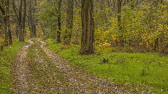 Winding dirt path through autumn forest with fallen leaves