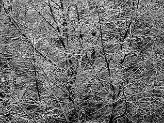 Black and white winter forest with ice-covered branches