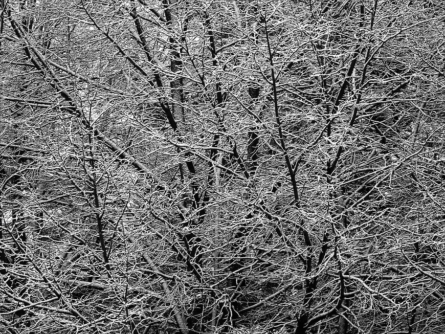 Black and white winter forest with ice-covered branches