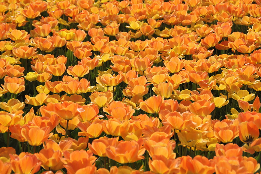 Vibrant field of orange and yellow tulips in full bloom