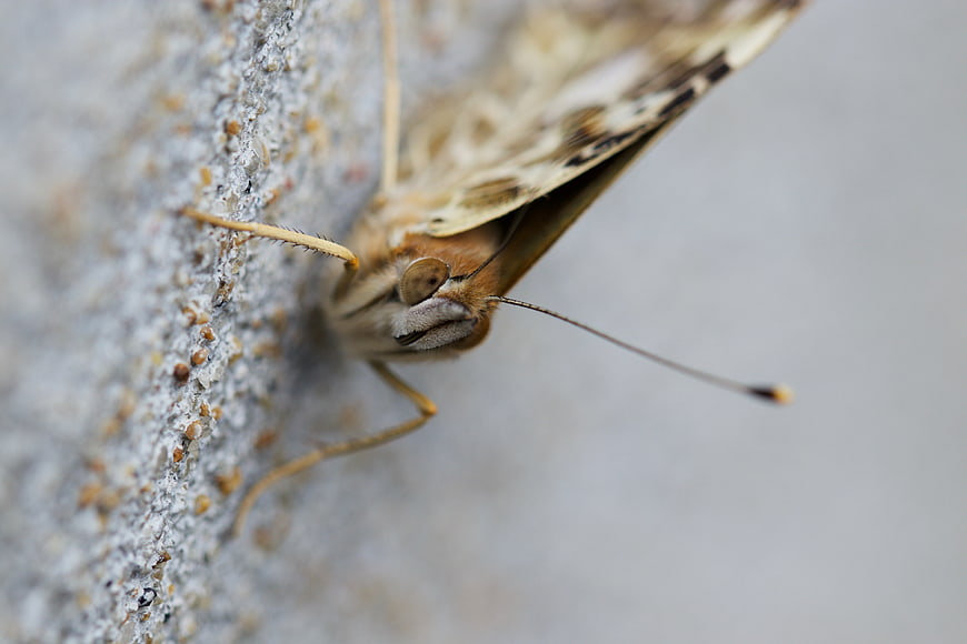 Macro close-up of a brown butterfly on textured bark