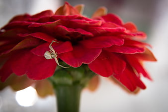 White Spider on Red Zinnia Flower Macro