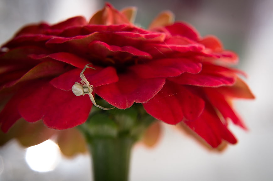 White Spider on Red Zinnia Flower Macro
