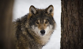 Close-up portrait of a wolf in snowy forest
