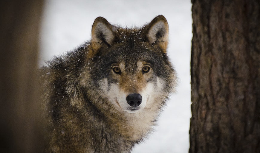 Close-up portrait of a wolf in snowy forest