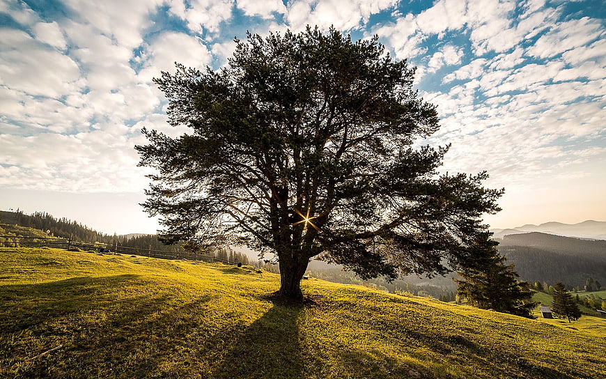 Lone Pine Tree on Grassy Mountain Hillside with Cloudy Sky