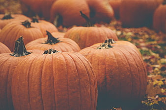 Close-up of orange pumpkins in an autumn patch