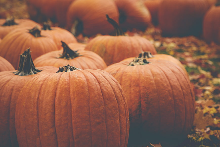 Close-up of orange pumpkins in an autumn patch