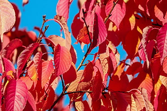 Vibrant Red and Pink Autumn Leaves Against Blue Sky