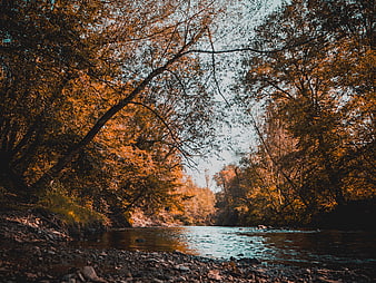 Serene Autumn River Flowing Through Golden Forest