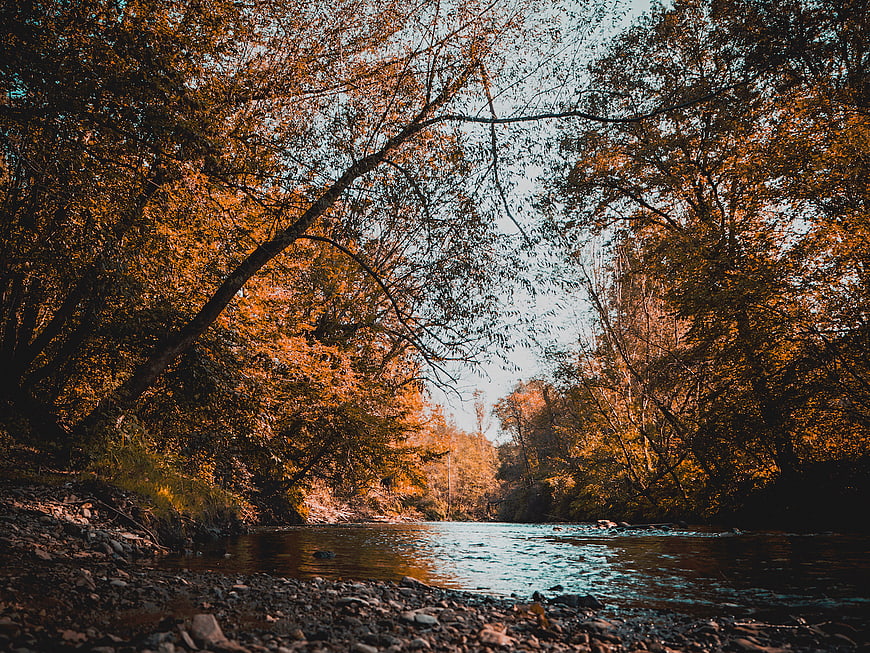 Serene Autumn River Flowing Through Golden Forest