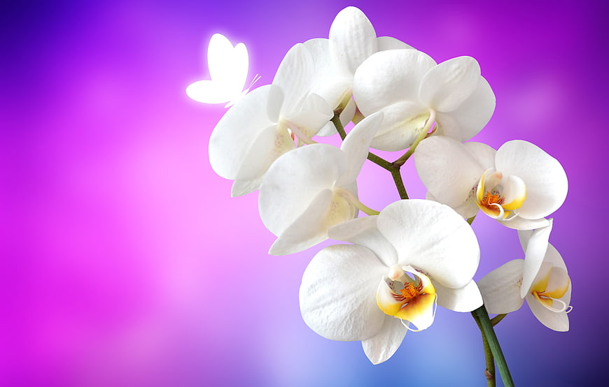 White Orchid Blossoms With Glowing Butterfly On Purple Gradient Background