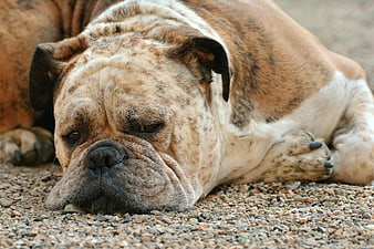 Sad English Bulldog Lying on Gravel Ground